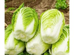 种植大白菜怎么促进大白菜长芯？