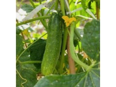 黄瓜种植施肥指南