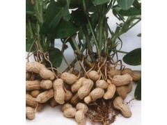 春季种植花生施肥要注意哪些问题