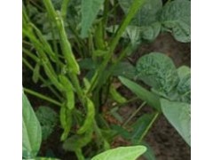 大豆种植防早衰攻略：科学施肥，筑牢高产根基