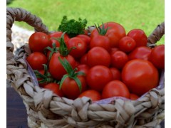 种植西红柿光开花不结果是什么原因