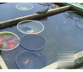 金鱼苗是怎么养殖的，跟我想象的不一样