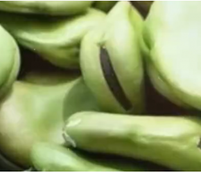 蚕豆怎么种植？蚕豆栽培的四个要点解析