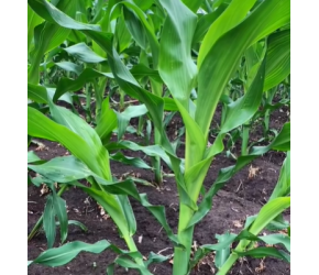 丫子到底掰不掰 "三农 "分享农业知识帮农民增产增收 "玉米高产品种