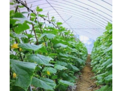 豌豆种植教学——攀爬的甜蜜豆荚