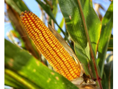 给玉米施肥的最佳时间是什么时候